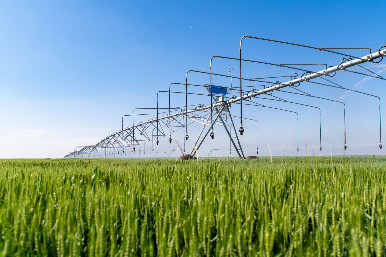 Center pivot over a wheat field